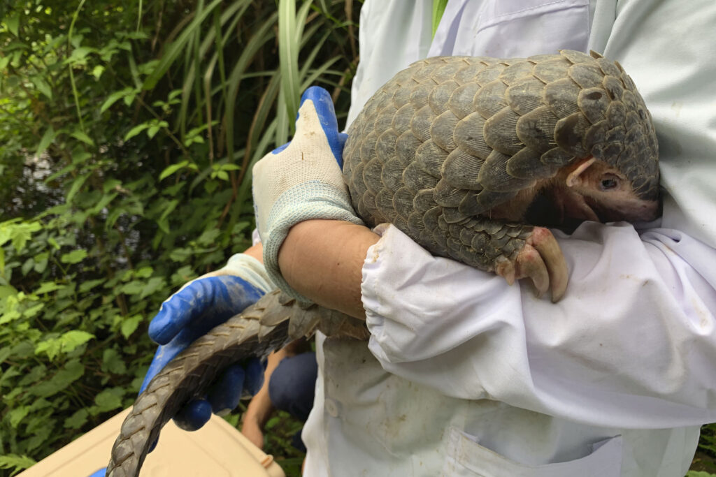 How many pangolins are left in the world Forte Value